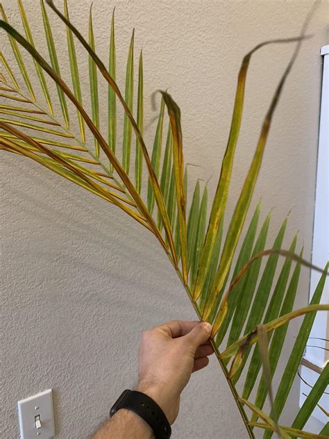 Majesty palm leaves yellowing and browning. Getting conflicting search