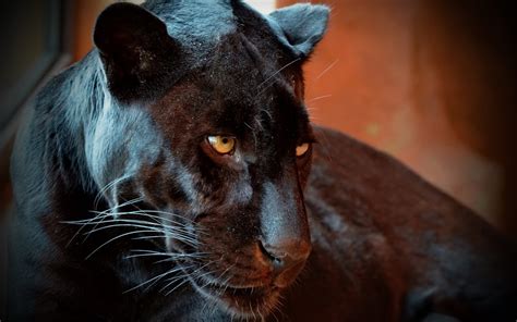 Black Leopard Spotted In Africa For First Time In 100 Years Joyce Rey