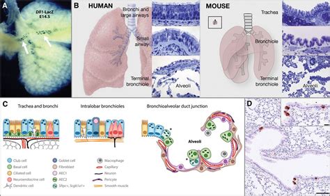 Origins Genetic Landscape And Emerging Therapies Of Small Cell Lung