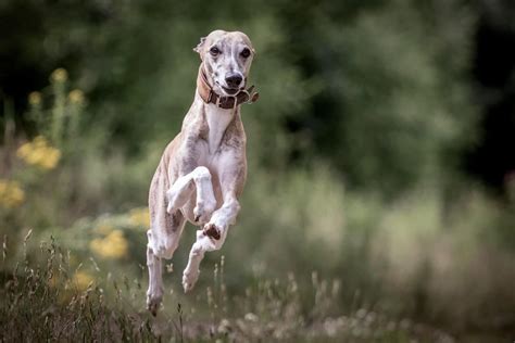 What Is A Whippet Dog A Breed Breakdown Whippetcentral