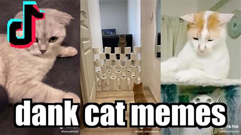 Most Viewed Best Dank Cat Memes Compilation Funny And Cute Cats Videos