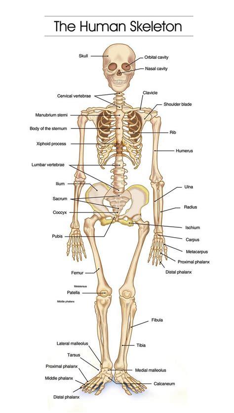 Human skeleton, the internal skeleton that serves as a framework for the body. Image result for human skeleton | skeleton project ...