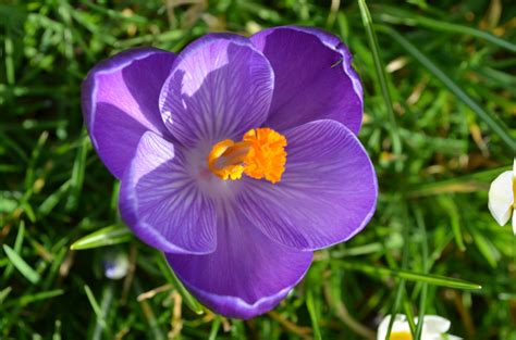 Free Images Nature Meadow Flower Purple Petal Spring Botany