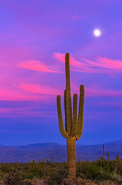 Vertical Image Of Stately Saguaro Cactus At Sunset With Moon Rising