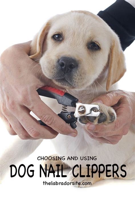 An important step in caring for your dog is making sure that their nails are clipped. Choosing And Using Dog Nail Clippers by The Labrador Site
