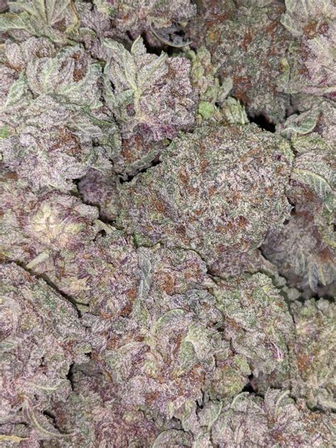 Buy Purple Urkle Aaa Online Cheap Weed