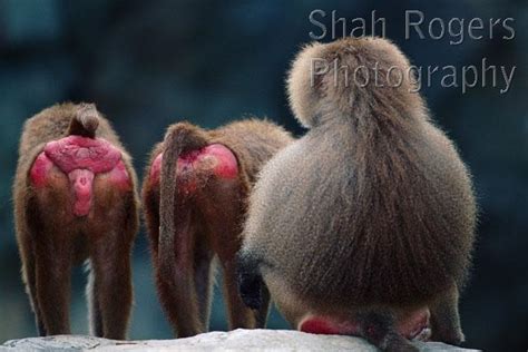 Two Female Hamadryas Baboons Displaying Red Bottoms To Male Papio Hamadryas Captive