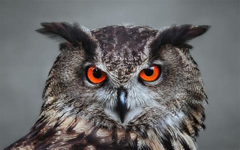 Great Horned Owl Red Eyes 1920x1200 Wallpaper