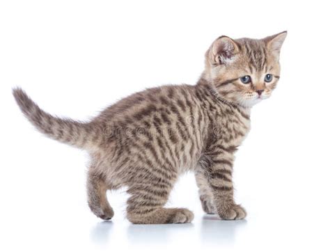 Young Tabby Cat Side View Walking Kitten Isolated Stock Image Image