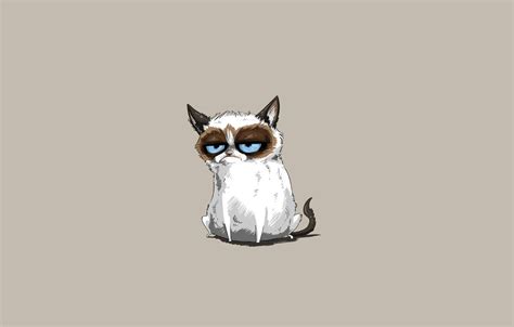 Grumpy Cat Wallpapers 4k Hd Grumpy Cat Backgrounds On Wallpaperbat