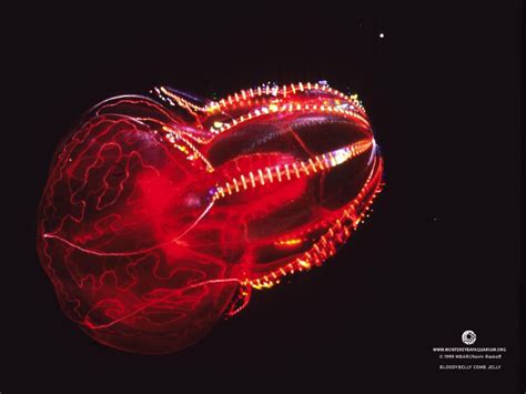 Bloodybelly Comb Jelly © Monterey Bay Aquarium Deep Sea Creatures