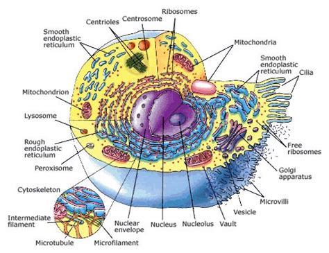 cross section of eukaryotic cell | Biology Projects | Pinterest | Human