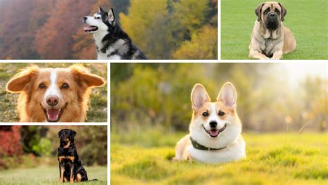 Top 10 Best Guard Dog Breeds In India