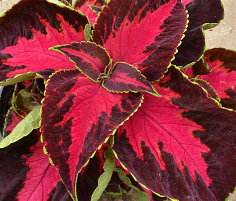 Coleus Can Add Color And Height To Shady Gardens See Spectacular