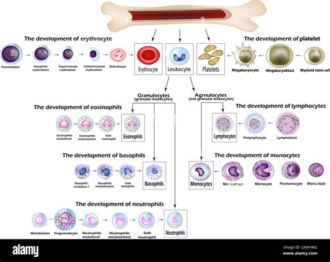 Les Cellules De Sang Développement Des érythrocytes Globules Rouges