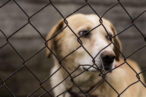 Susquehanna Spca Launches Online Animal Cruelty Reporting