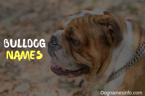 Do not use one of the overused dog. Unique Bulldog Names - 621+ French Names for Male and ...