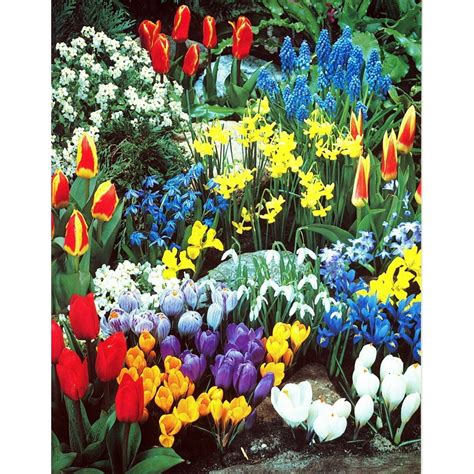 Complete Spring Flowerbulb Garden 50 Bulbs For 50 Days Of Continuous