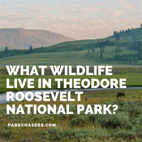 Best Places To See Wildlife In Theodore Roosevelt National Park Park