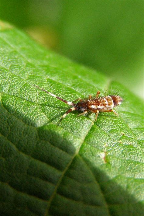 See full list on bugtech.com Springtail | Occasional Invaders Control | Pest Control by ...