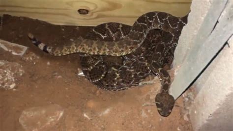 Man Discovers 45 Snakes Living Under His House While Crawling Under His