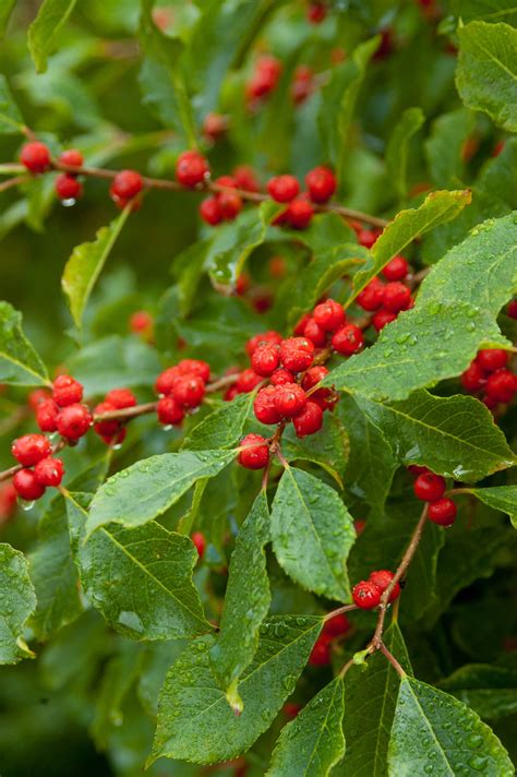 Wildfire Winterberry Plant Library Pahls Market