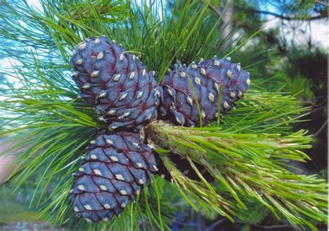 Siberian Stone Pine Pinus Sibirica