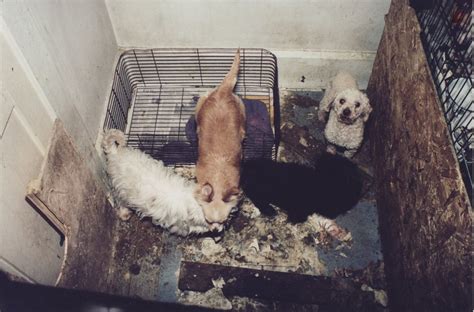 How Many Dogs Die In Puppy Mills