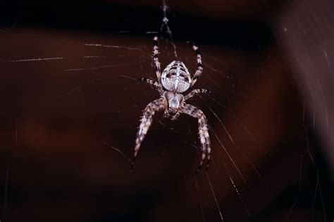 Free Images Araneus Cavaticus Orb Weaver Spider Invertebrate