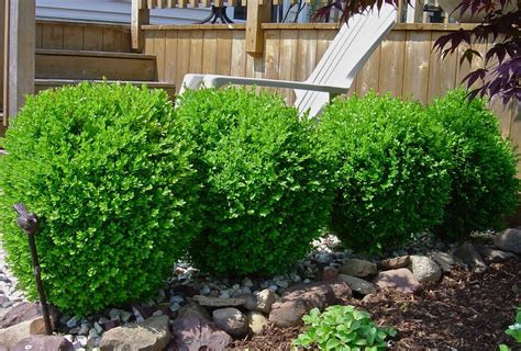 Cool Best Green Shrubs For Front Of House References
