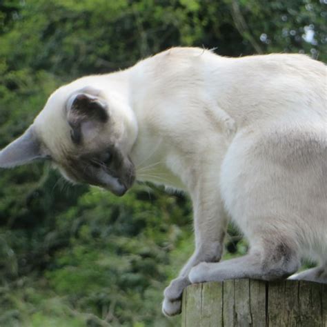 Lost Cat Blue Point Siamese Cat Called Molly Oxford Area