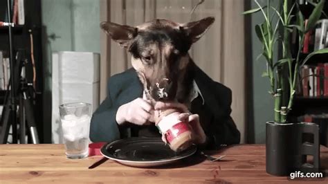 Peanut Butter Dog 640×360 New Viral Videos Top Funny Videos Dog