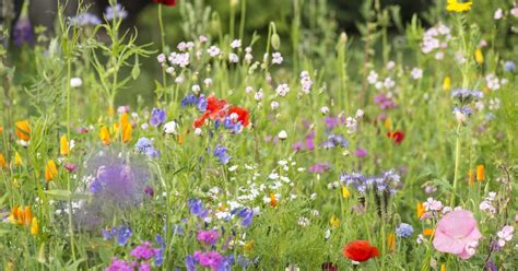 Blumenwiesen Anlegen Und Pflegen Mein Schöner Garten