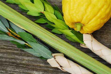 Lulav And Etrog Stock Photo Image Of Feast Festival 26503586