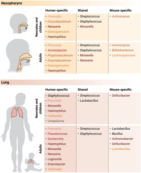 Understanding Respiratory Microbiomeimmune System Interactions In