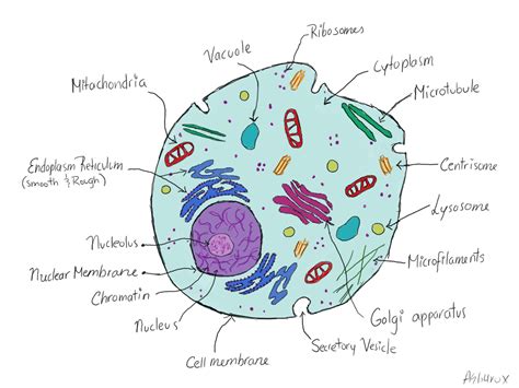 Please inform me about any mistakes or future quizzes that you might want to see next! Animal Cell Structure drawing for student : Biological Science Picture Directory - Pulpbits.net
