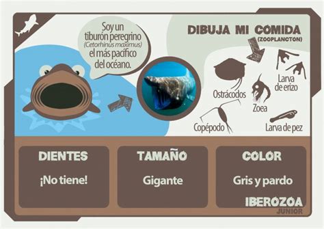 Ficha Informativa Concepto Función Características Y Ejemplos