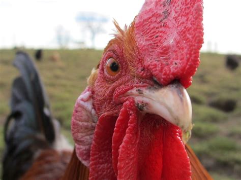 Chicken Farm Cockerel · Free Photo On Pixabay