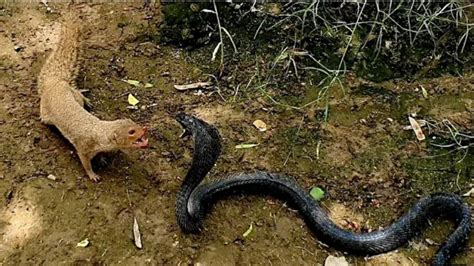 😰 भयानक Mongoose Vs Cobra Mongoose Attacks Snake Cobra Fights