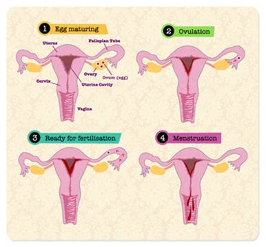 Maybe you would like to learn more about one of these? Menstruasi Pada Wanita dan Gejalanya | Inkesehatan
