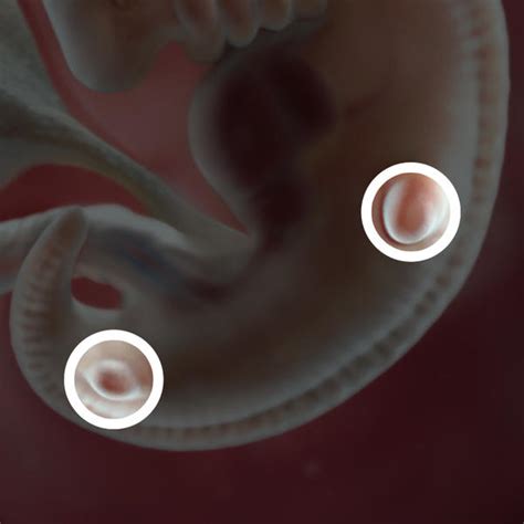 Fetal Development 6 Weeks Pregnant Babycenter Australia