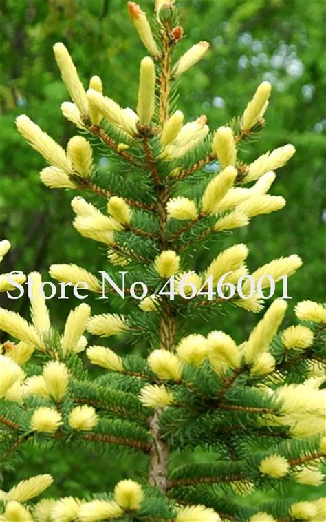 30 Pcs Yellow Spruce Trees Bonsai Blue Plant Picea Pungens Bonsais