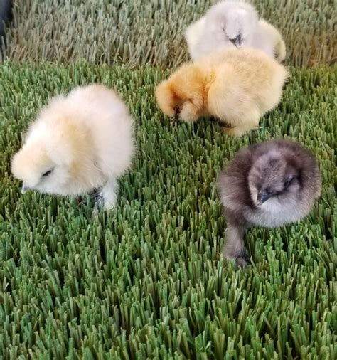 Female Silkie Chicks Serenity Sprouts Sexing A Silkie DNA Near