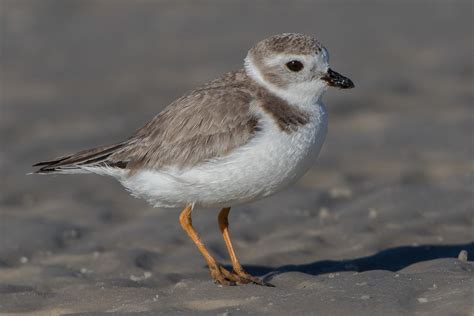 Piping Plover Non Breeding Adult Jeremy Meyer Photography