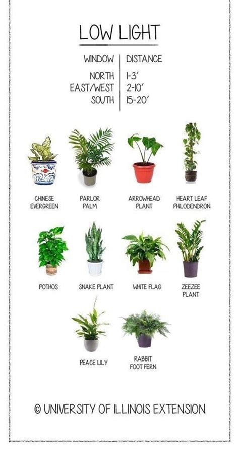 10 Types Of Indoor Plants That Are Useful Youth Village Kenya