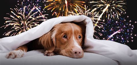 Endeared This Is How To Keep Your Pets Safe During Fireworks