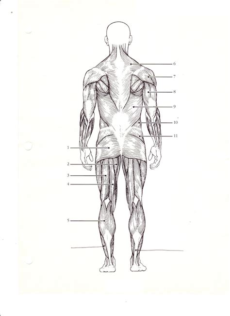 Muscular System Diagram Unlabeled