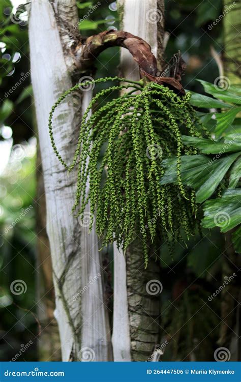 Palma Tropical Caryota Obtusa. La Flor De La Palmera De Cola De Pescado