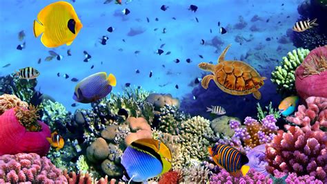 Hd Aquarium Tv App Roku Channel Store Roku