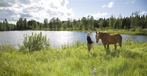 Finland Travel Horse Riding On The Shores Of Lake Saimaa